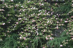 Actinidia kolomikta