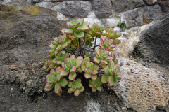 Aeonium haworthii