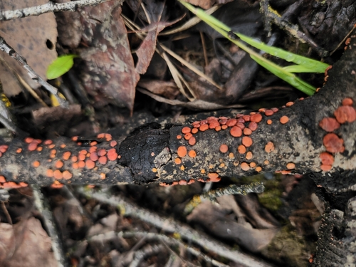 Red Tree Brain Fungus