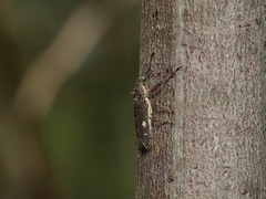 Rhinotia bimaculata