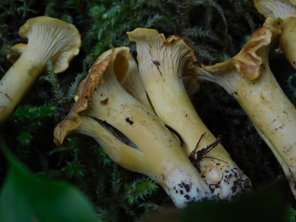 Cantharellus betularum