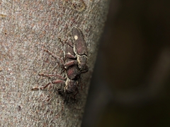 Rhinotia bimaculata