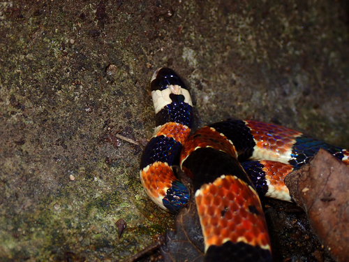 Sinomicrurus iwasakii
