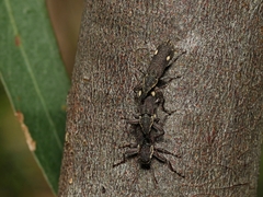 Rhinotia bimaculata