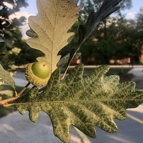 Quercus x warei, photographed by an iNaturalist contributor
