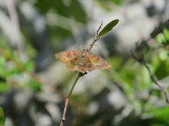 Ephyriades brunnea