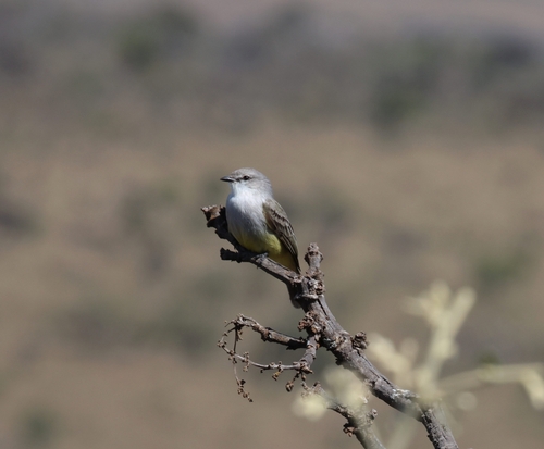 Chapada Flycatcher