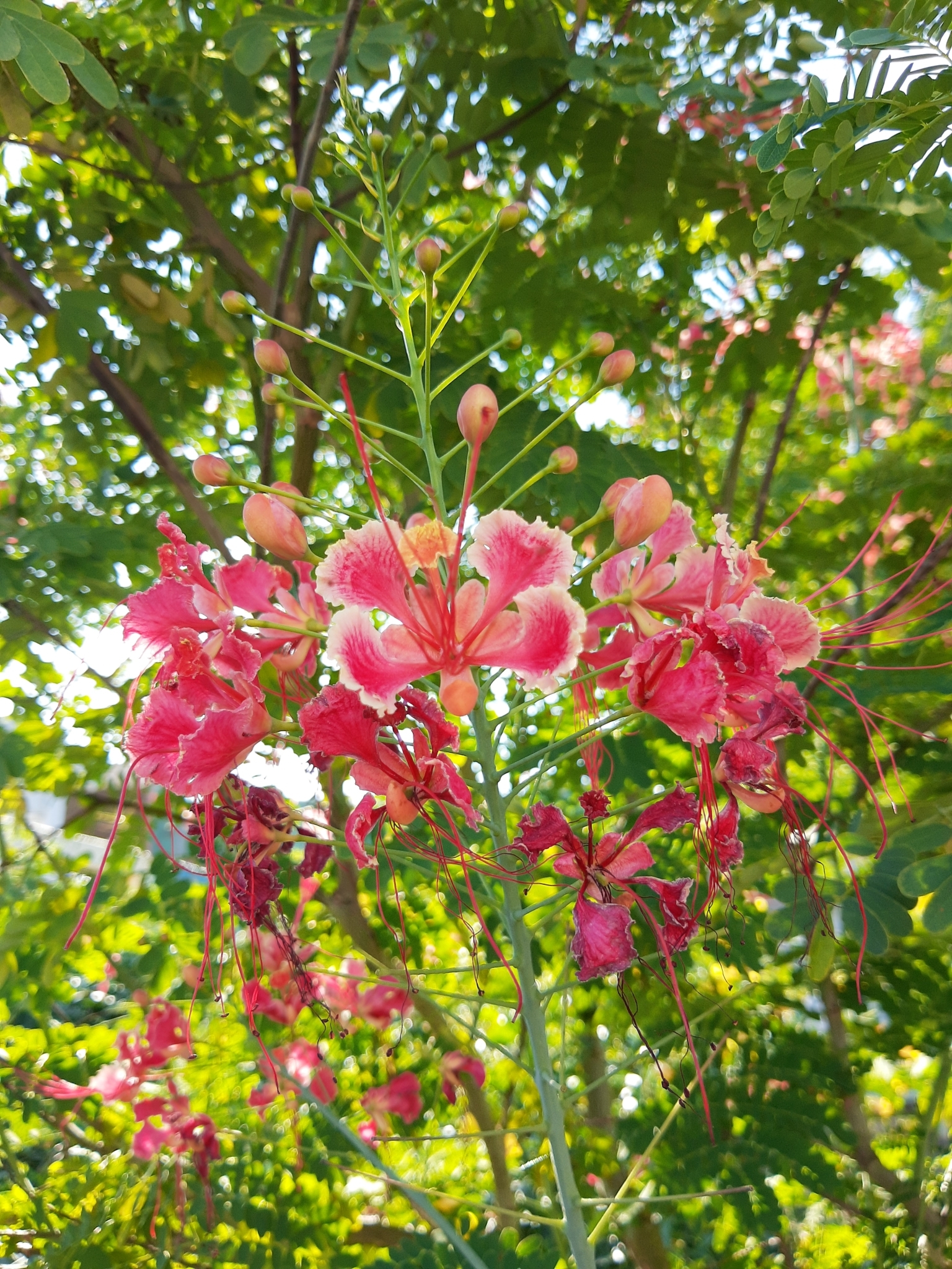 Caesalpinia pulcherrima