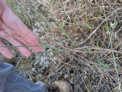 Schizachyrium rhizomatum