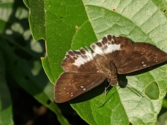Tagiades menaka