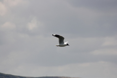 Chroicocephalus serranus