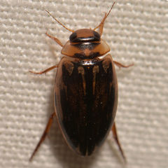 Coptotomus longulus