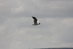 Chroicocephalus serranus