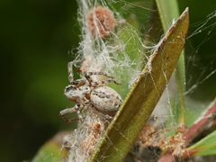 Phryganoporus candidus