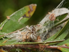 Phryganoporus candidus
