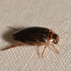 Coptotomus longulus