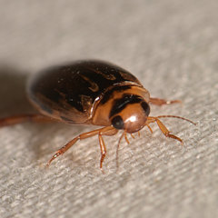Coptotomus longulus