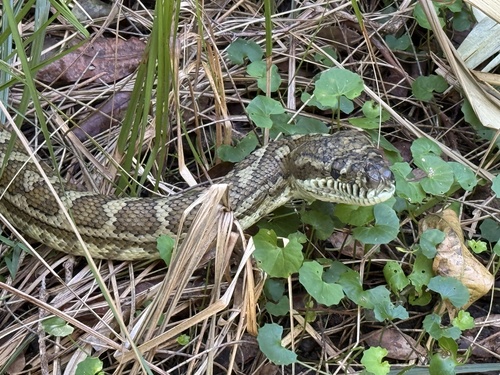 Coastal Carpet Python sighting