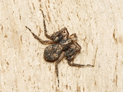 Stephanopis altifrons