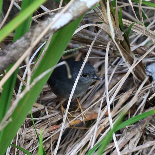 Brasilia Tapaculo