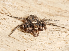 Stephanopis altifrons