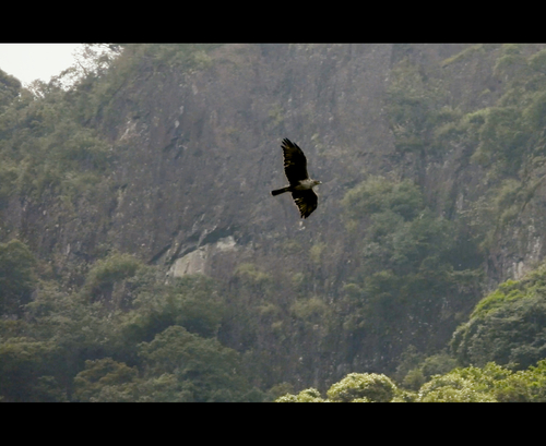 Bonelli's Eagle