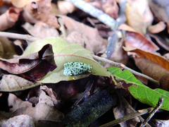 Izatha peroneanella