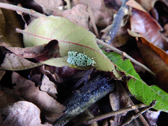 Izatha peroneanella