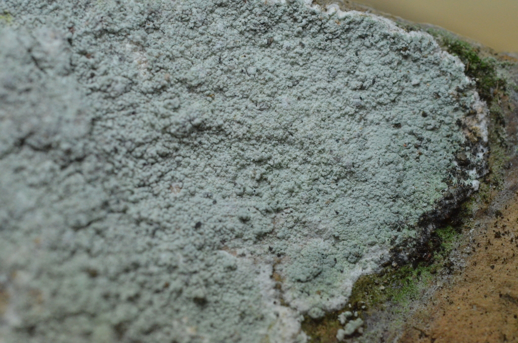 Aspicilia bicensis