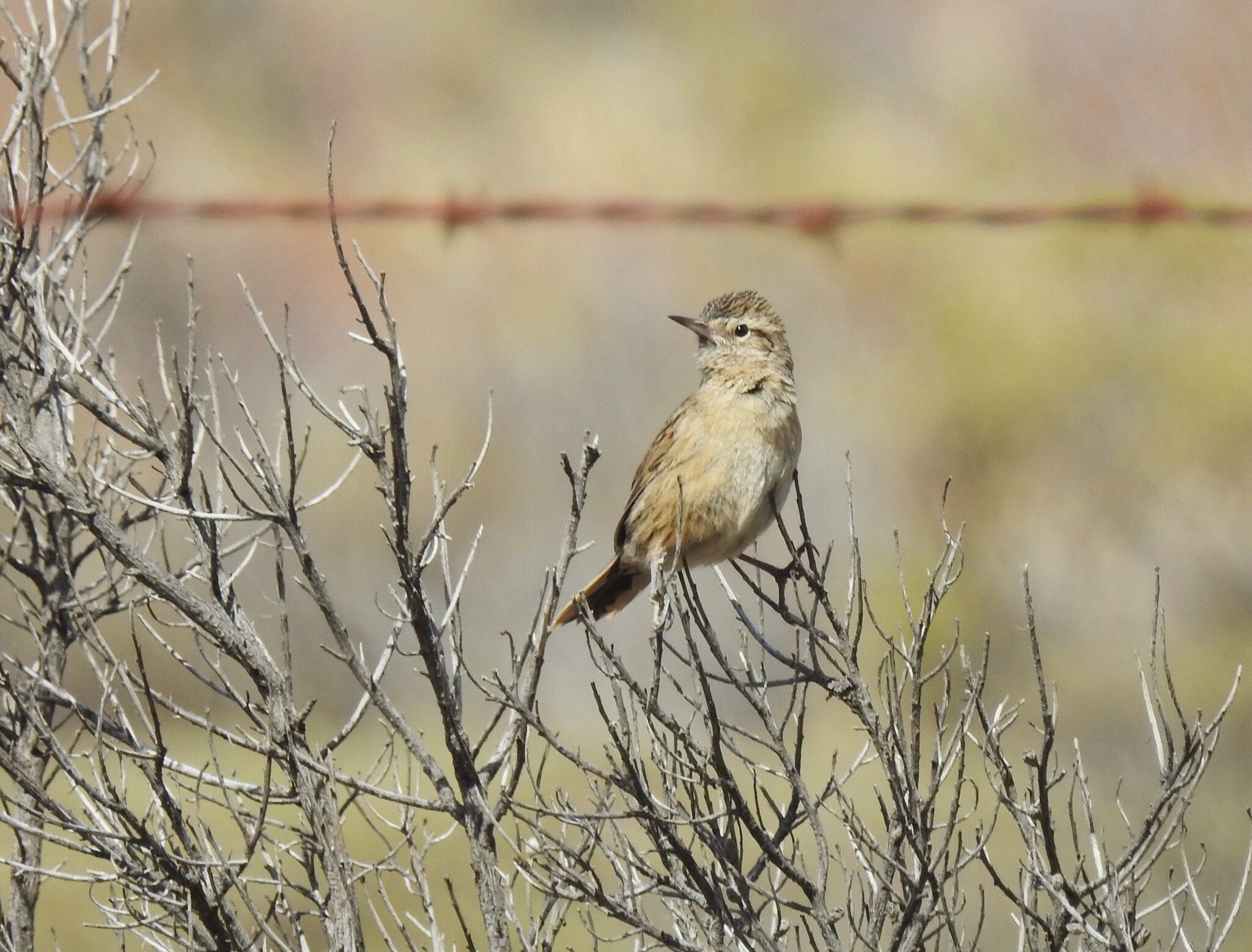 Austral Canastero (Asthenes anthoides), photo 7