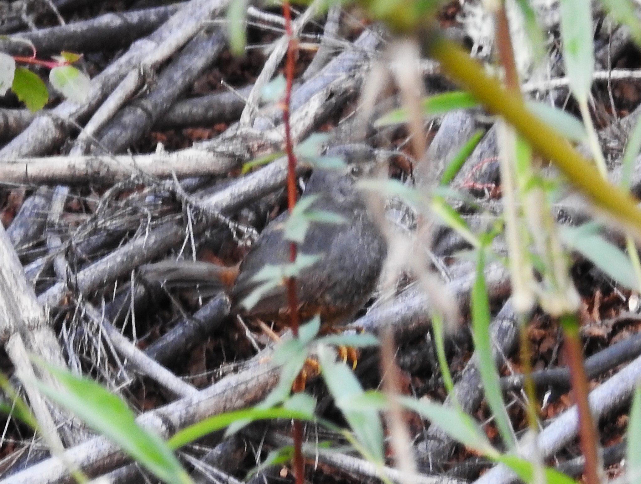 Ochre-flanked Tapaculo (Eugralla paradoxa), photo 1