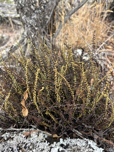 Asplenium densum observed 2025-08-31