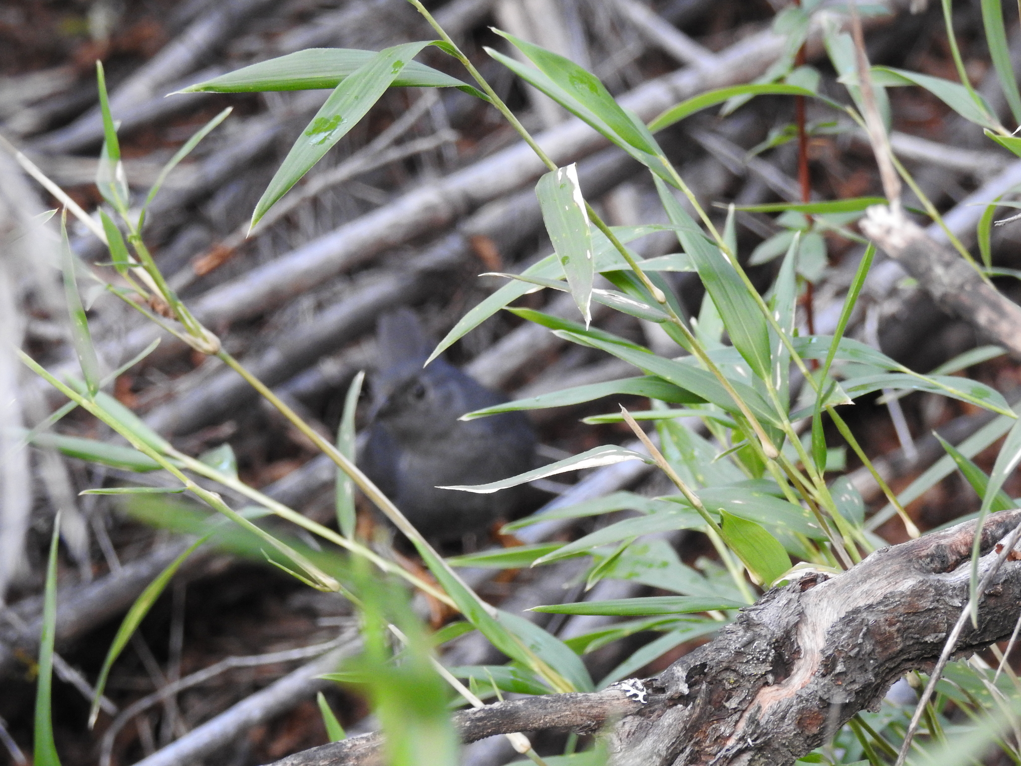 Ochre-flanked Tapaculo (Eugralla paradoxa), photo 2