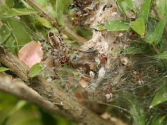 Phryganoporus candidus