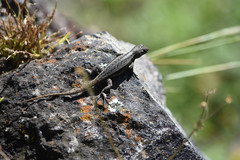 Sceloporus megalepidurus