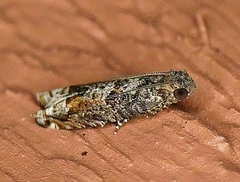 Crocidosema perplexana