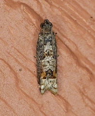 Crocidosema perplexana