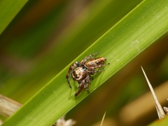 Opisthoncus sexmaculatus