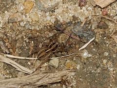Artoriopsis