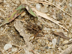 Artoriopsis