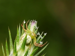 Australomisidia pilula