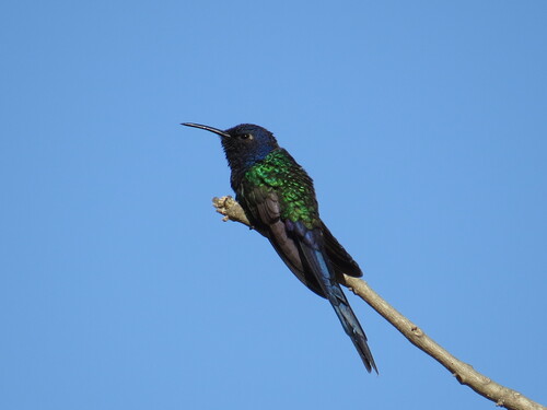 Gabelschwanzkolibri (Eupetomena macroura)