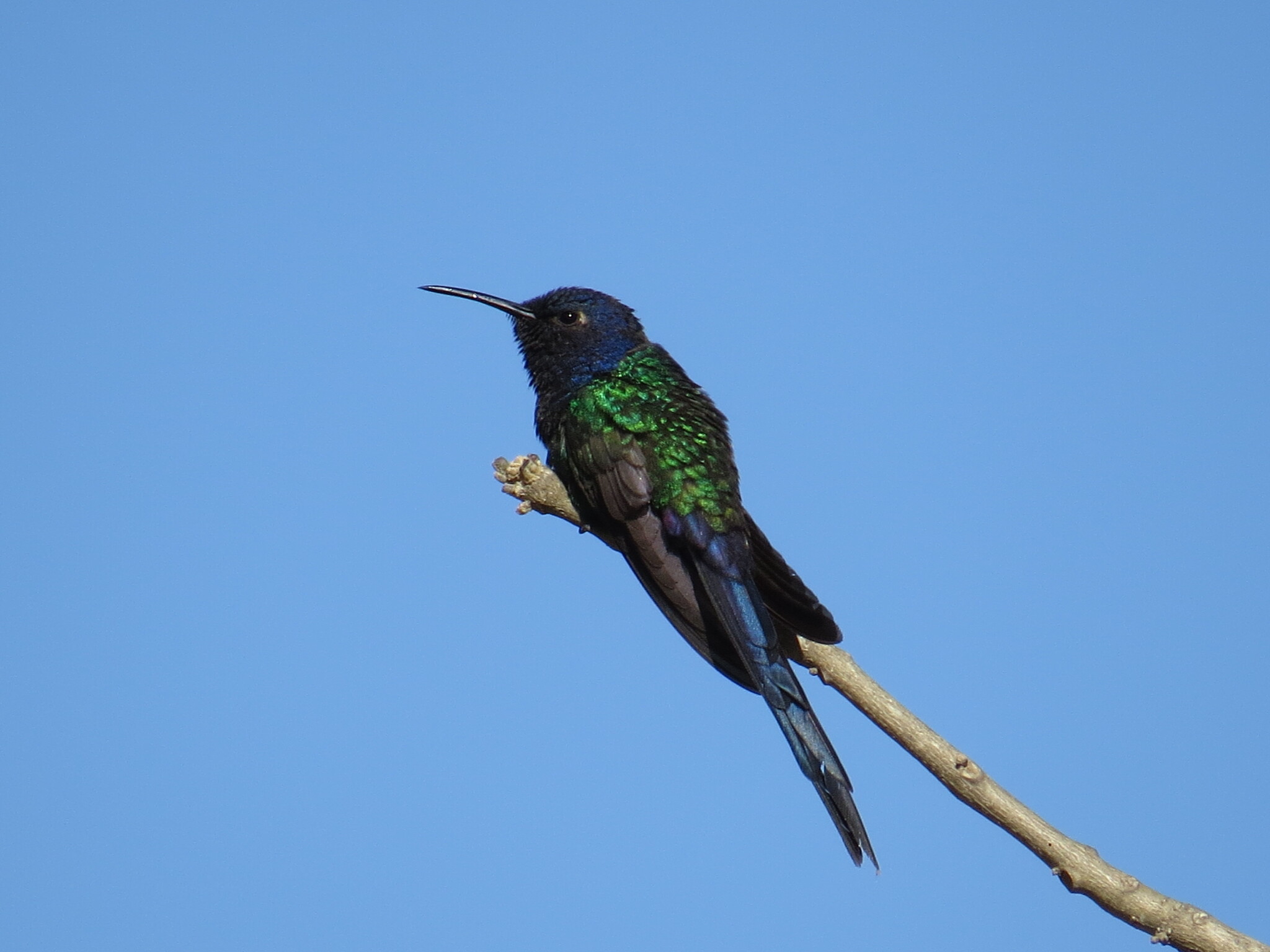 Swallow-tailed Hummingbird (Eupetomena macroura)
