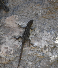 Sceloporus megalepidurus