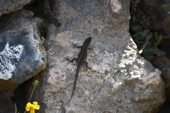 Sceloporus megalepidurus
