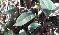 Scindapsus curranii