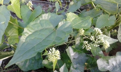 Mikania cordata