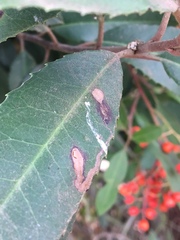 Stigmella heteromelis
