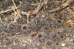 Coryphantha nickelsiae