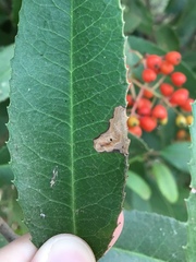 Stigmella heteromelis